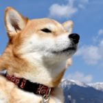 犬のしつけ教室【奈良】コレで犬のしつけが変わる！