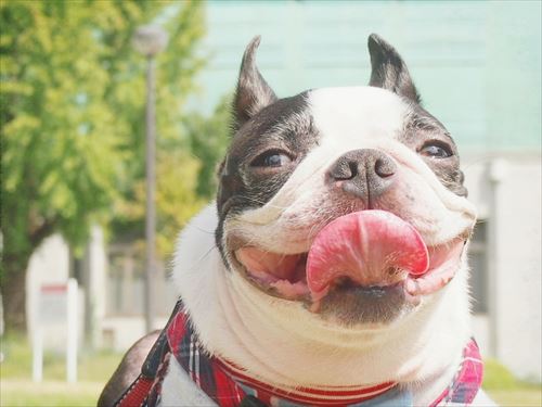 犬のしつけ教室【神戸市】愛犬の問題行動がピタリとなくなる最善の方法！